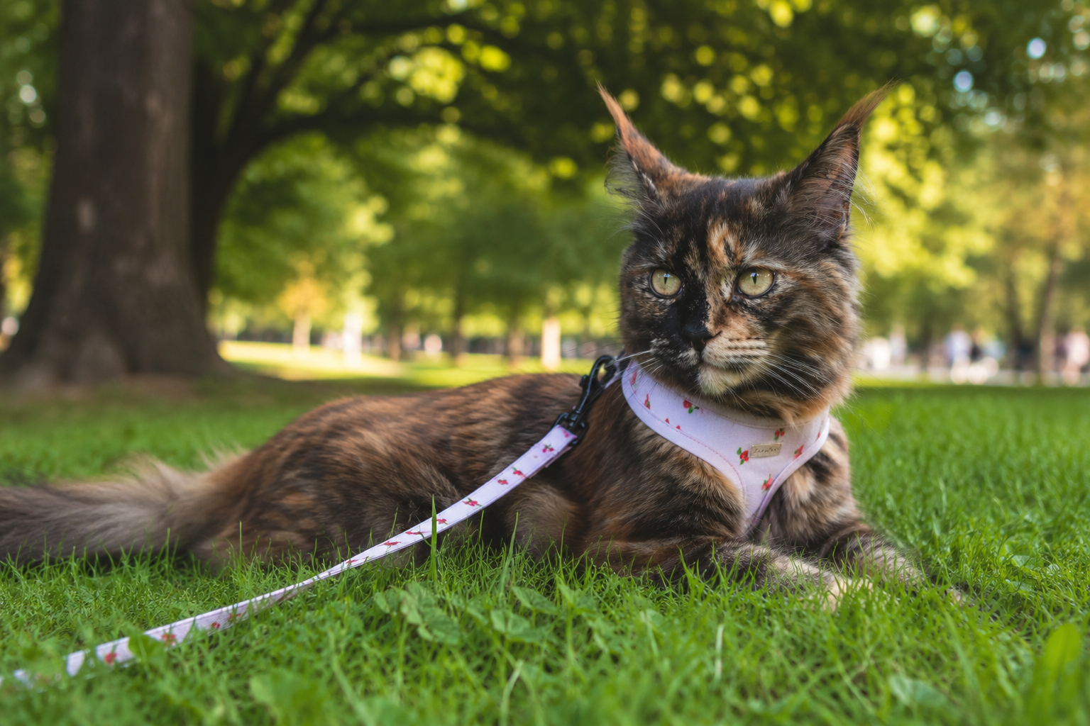A cat standing on grass outdoors, one paw lifted, encountering the ground for the first time